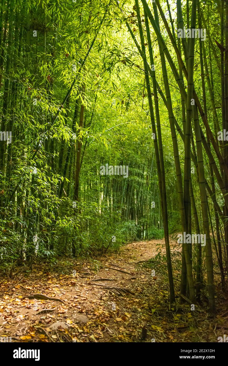 La foresta di bambù (canna da fiume) all'Oconaluftee Islands Park a Cherokee, North Carolina, vicino al Great Smoky Mountains National Park. (STATI UNITI) Foto Stock
