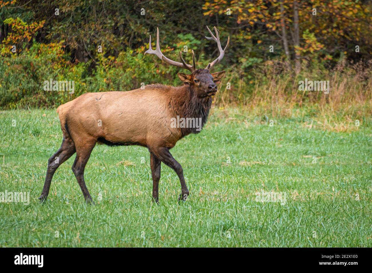 Bull Elk (Cervus canadensis) nel Great Smoky Mountains National Park vicino Cherokee, Carolina del Nord. (STATI UNITI) Foto Stock