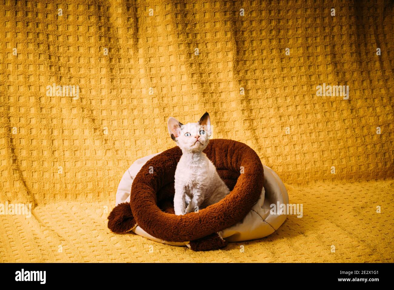 Divertente giovane piccolo piccolo piccolo bianco Devon Rex Kitty che riposa in posa nel letto caldo della borsa. Gatto con capelli corti di razza inglese su sfondo giallo Plaid Foto Stock