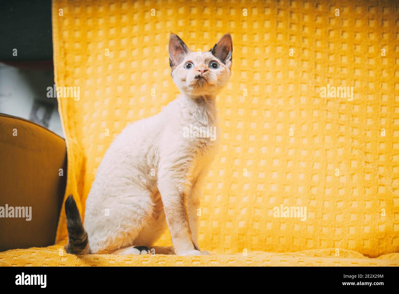 Curioso giovane bianco Devon Rex Kitten Kitty seduta a casa divano sedia. Gatto con capelli corti di razza inglese su sfondo giallo Plaid. Shorthair PET Cat Foto Stock