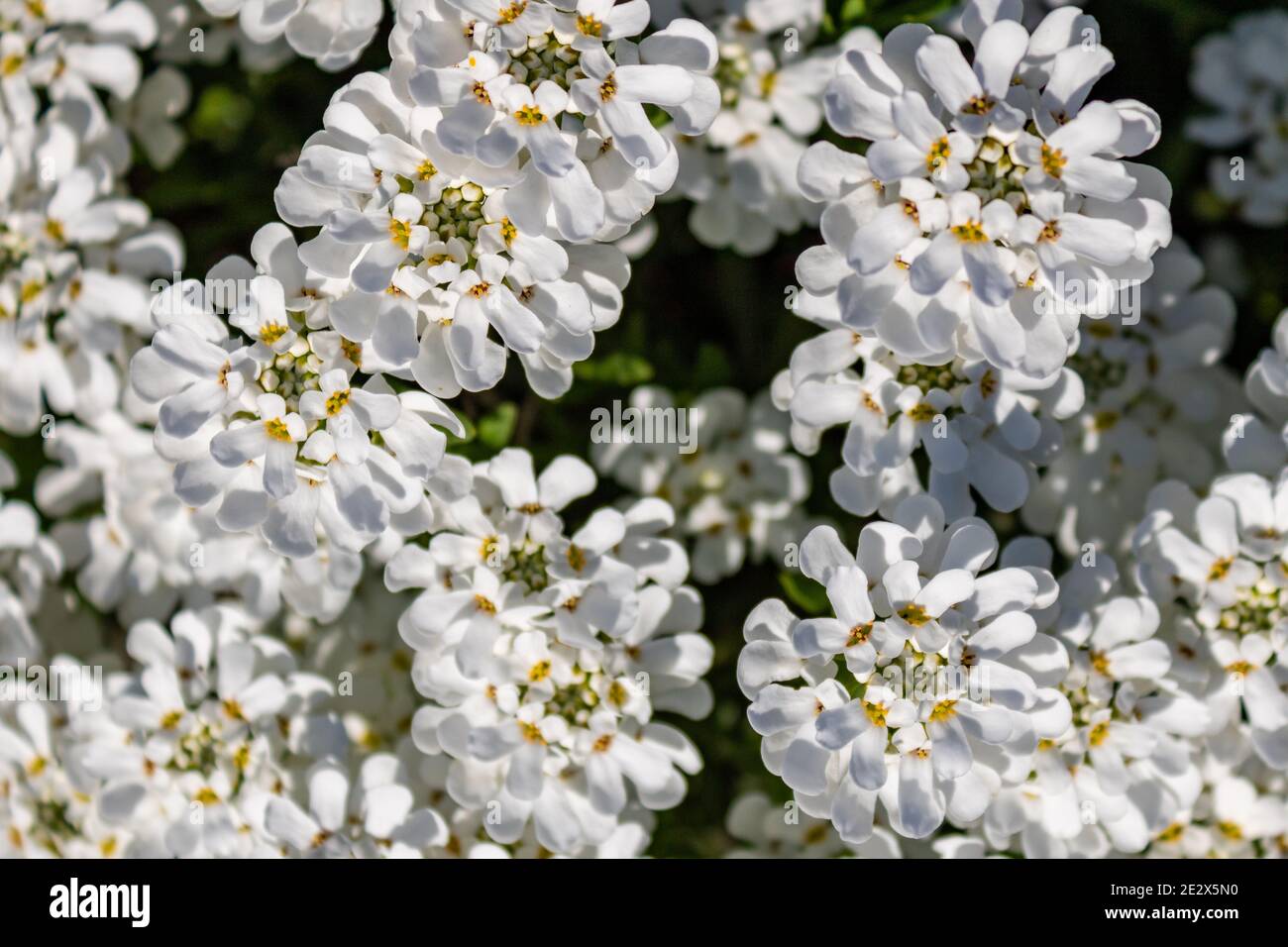Bianco fiore grappolo di candytuft sempreverde (Iberis sempervirens) in primavera, vista dall'alto e full frame Foto Stock