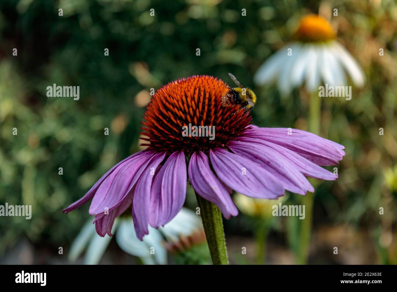 Ape (API) su fiore di fiori di coneflower viola (Echinacea purpurea), primo piano e fuoco selettivo. Fuoco selettivo del polline di raccolta delle api Foto Stock