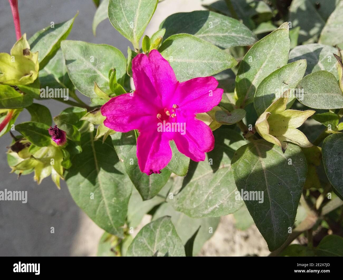 Primo piano di un fiore rosa mirabilis laevis Foto Stock