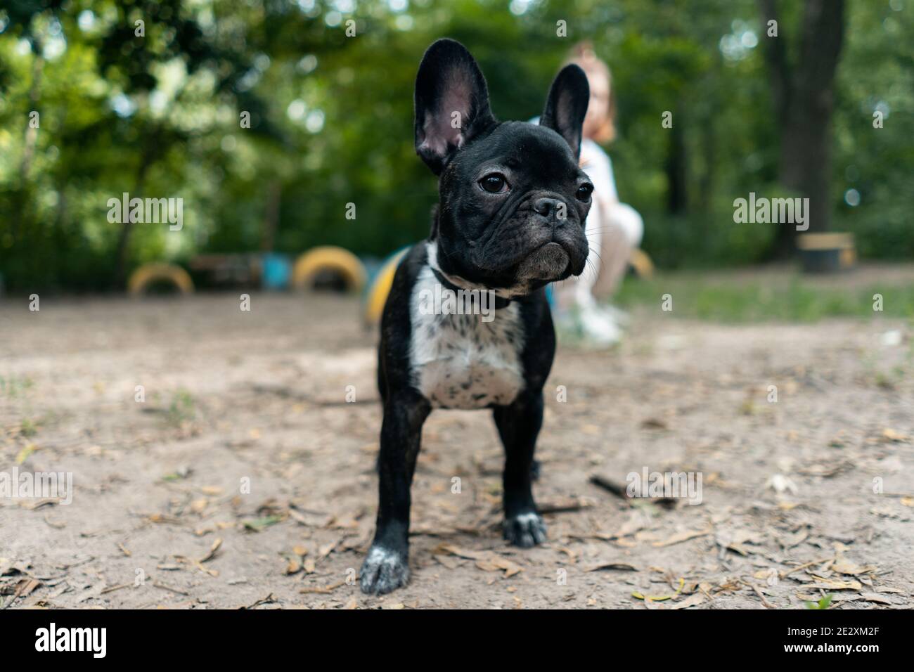 passeggiata in un piccolo bulldog francese nero, guardando e giocando nel parco estivo Foto Stock passeggiata in un piccolo bulldog francese nero, guardando e giocando nel parco estivo Foto Stock