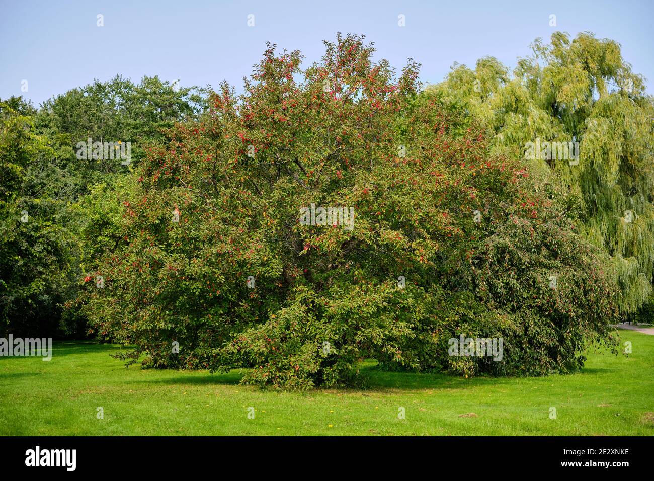 Mela di granchio (Malus Hyb 2) Pieno di frutta rossa in tarda estate a Dominium Arboretum A Ottawa Foto Stock