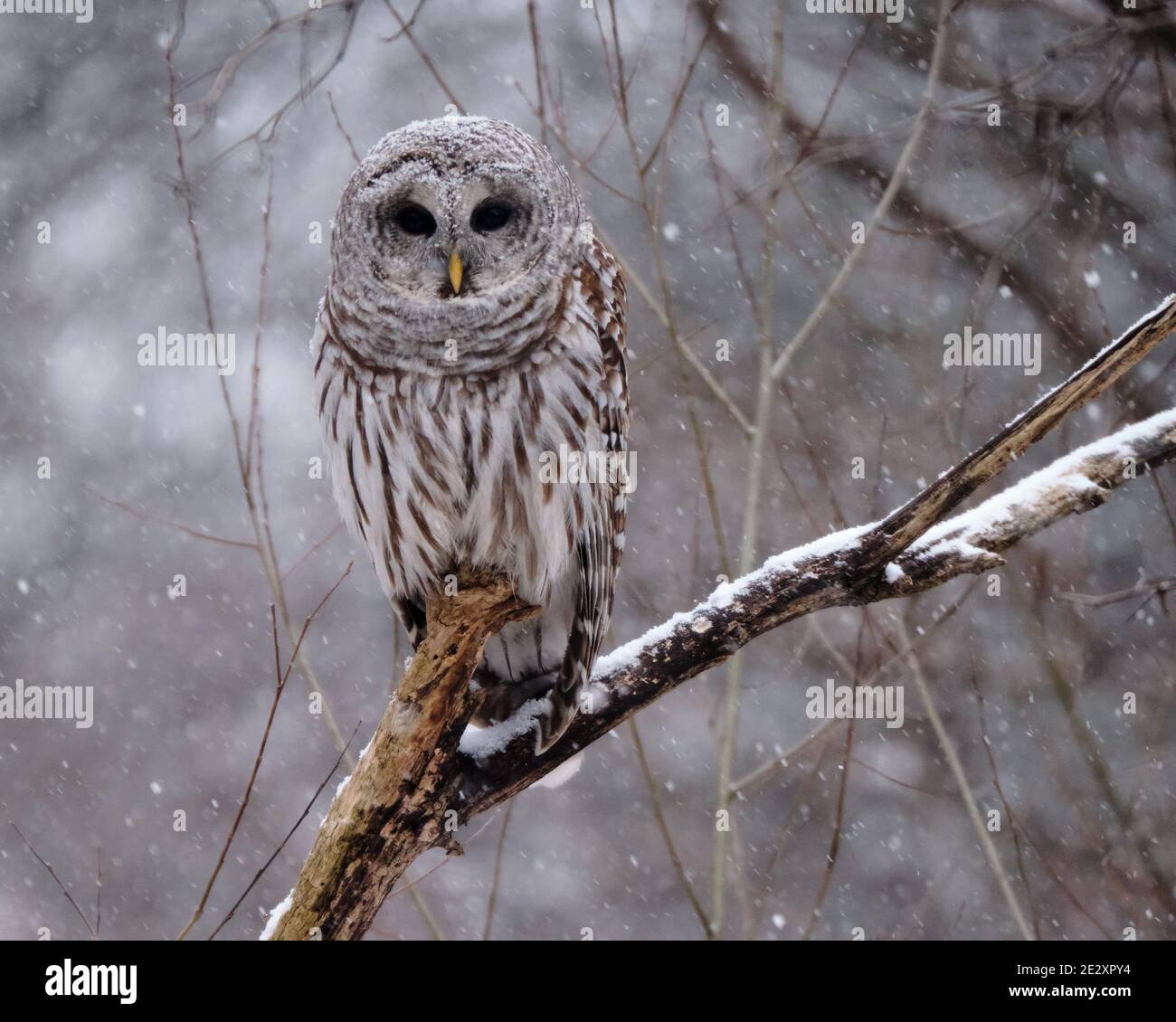 Un gufo Barred si siede su un perch di legno mentre una neve leggera comincia a cadere. latino Strix varia Foto Stock