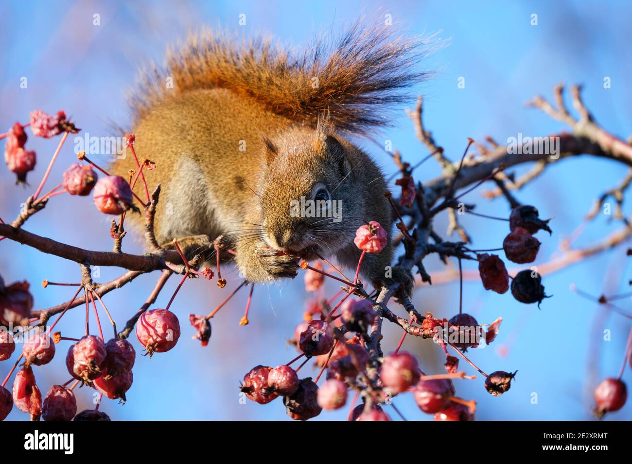 scoiattolo rosso americano in un albero di mele granchio che afferra e mangia frutta Foto Stock