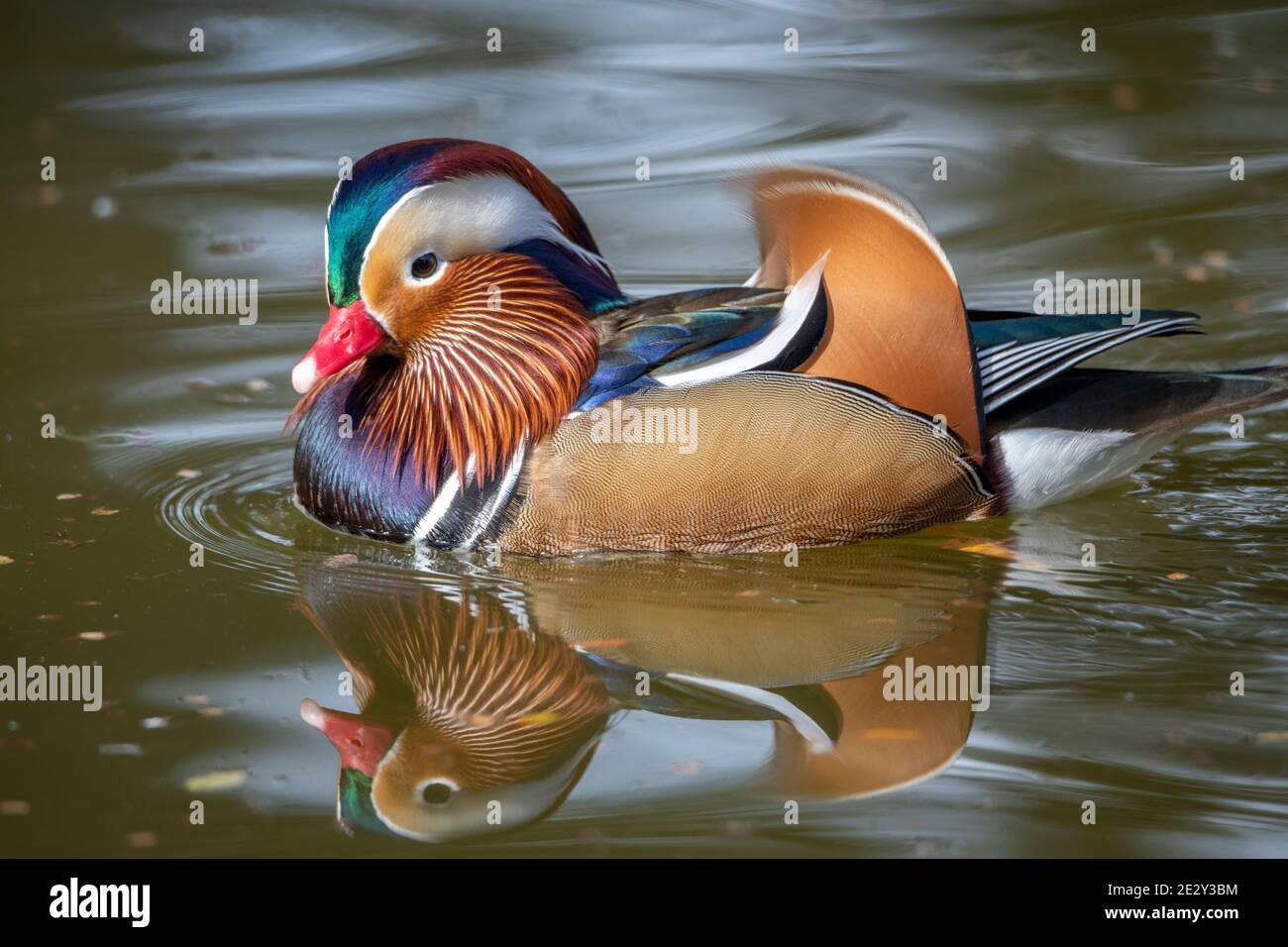 Anatra mandarino e il suo riflesso colorato sull'acqua di un laghetto Foto Stock