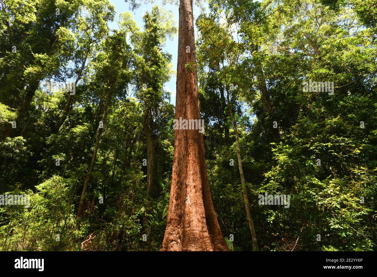 Alberi boschivi, torri nella foresta pluviale circostante baldacchino deserto, del Bellthorpe National Park, Australia. Foto Stock
