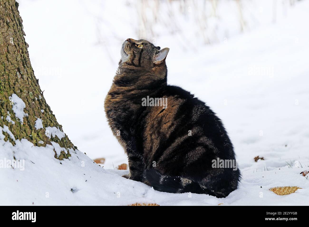 Un piccolo gatto grasso si siede nella neve e guarda ad un albero Foto Stock