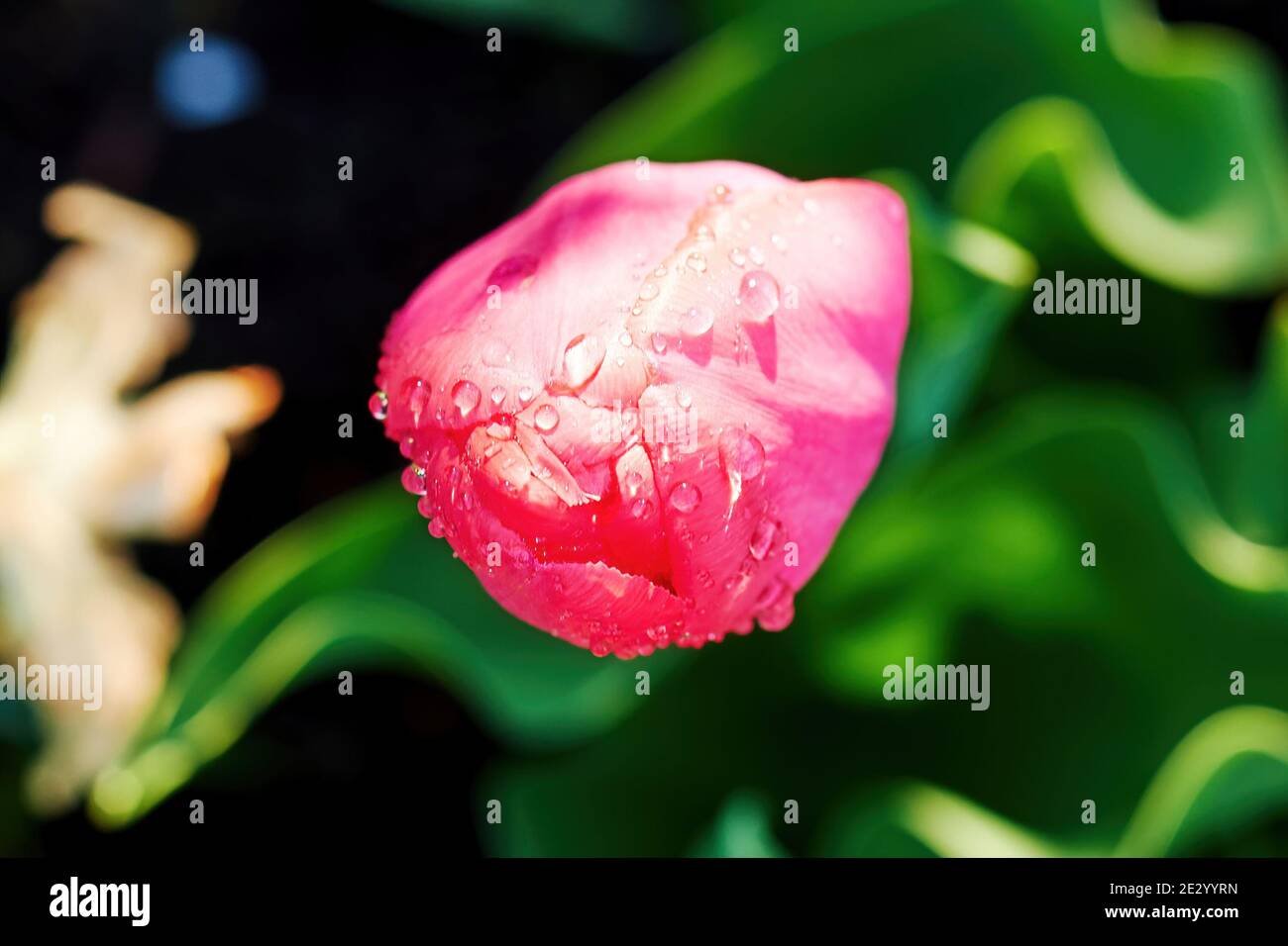 Insolita vista dall'alto del tulipano rosa fresco e vivace con gocce di pioggia. Fiori e sfondi di erbe. San Valentino vacanza e amore simbolo Foto Stock