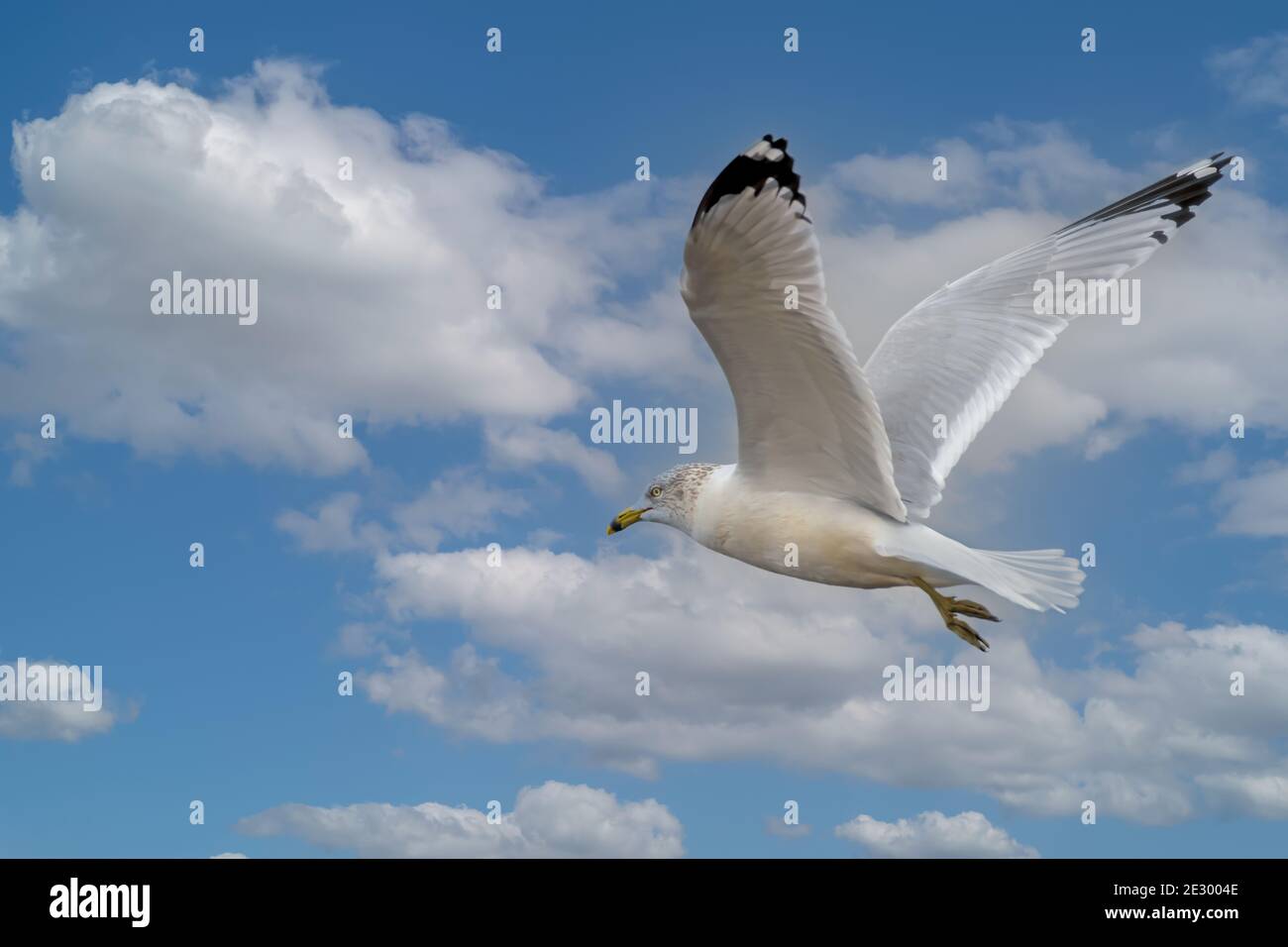 Seagull in volo bellissimo cielo blu e nuvole bianche Foto Stock