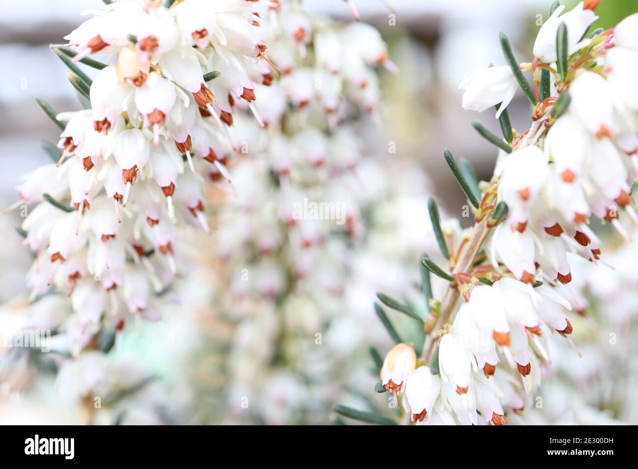 Erica carnea ‘Sora Regina d’inverno erica Snow Queen – grappoli di piccoli fiori bianchi a forma di campana su steli con foglie simili ad aghi gennaio, Inghilterra, Regno Unito Foto Stock