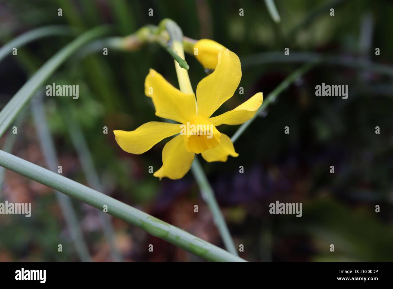 Narcissus jonquilla Rush daffodil – piccolo daffodil giallo profumato con foglie di tipo rush, gennaio, Inghilterra, Regno Unito Foto Stock