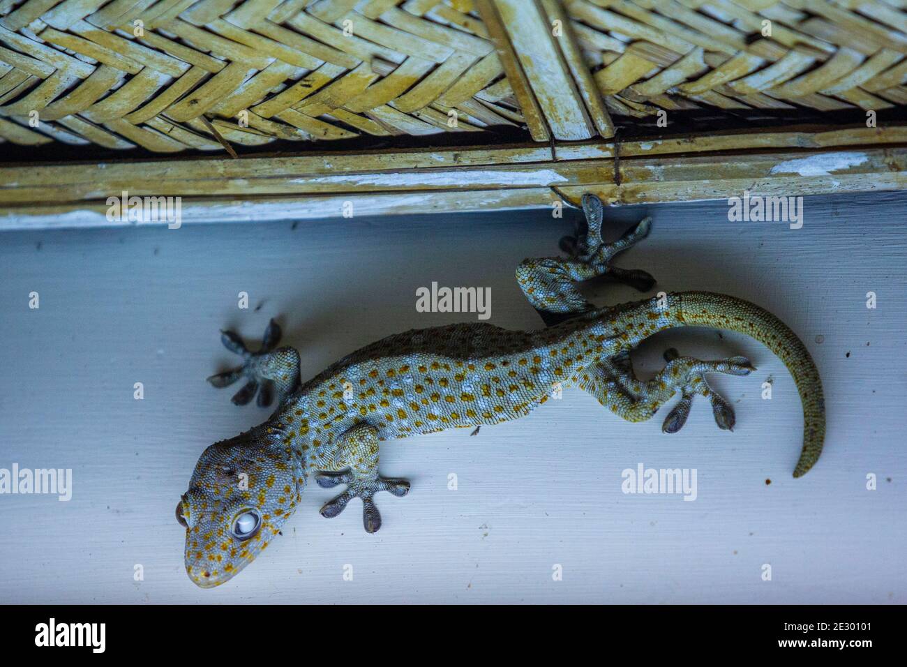 Gekko gecko Tokay gecko, Srimangal, Moulvi Bazar, Bangladesh Foto Stock