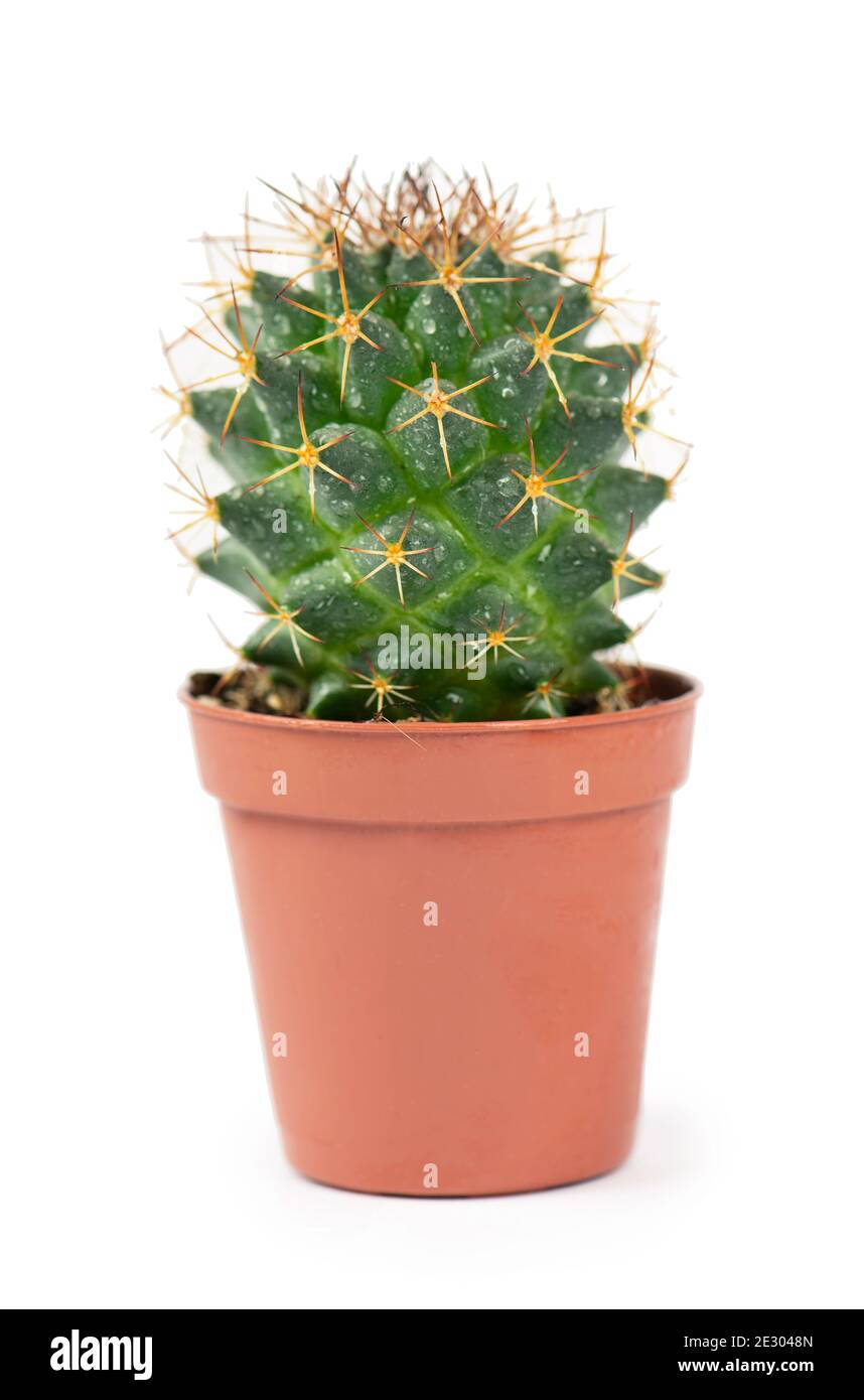 primo piano di pianta domestica di cactus piccolo in pentola su bianco sfondo Foto Stock