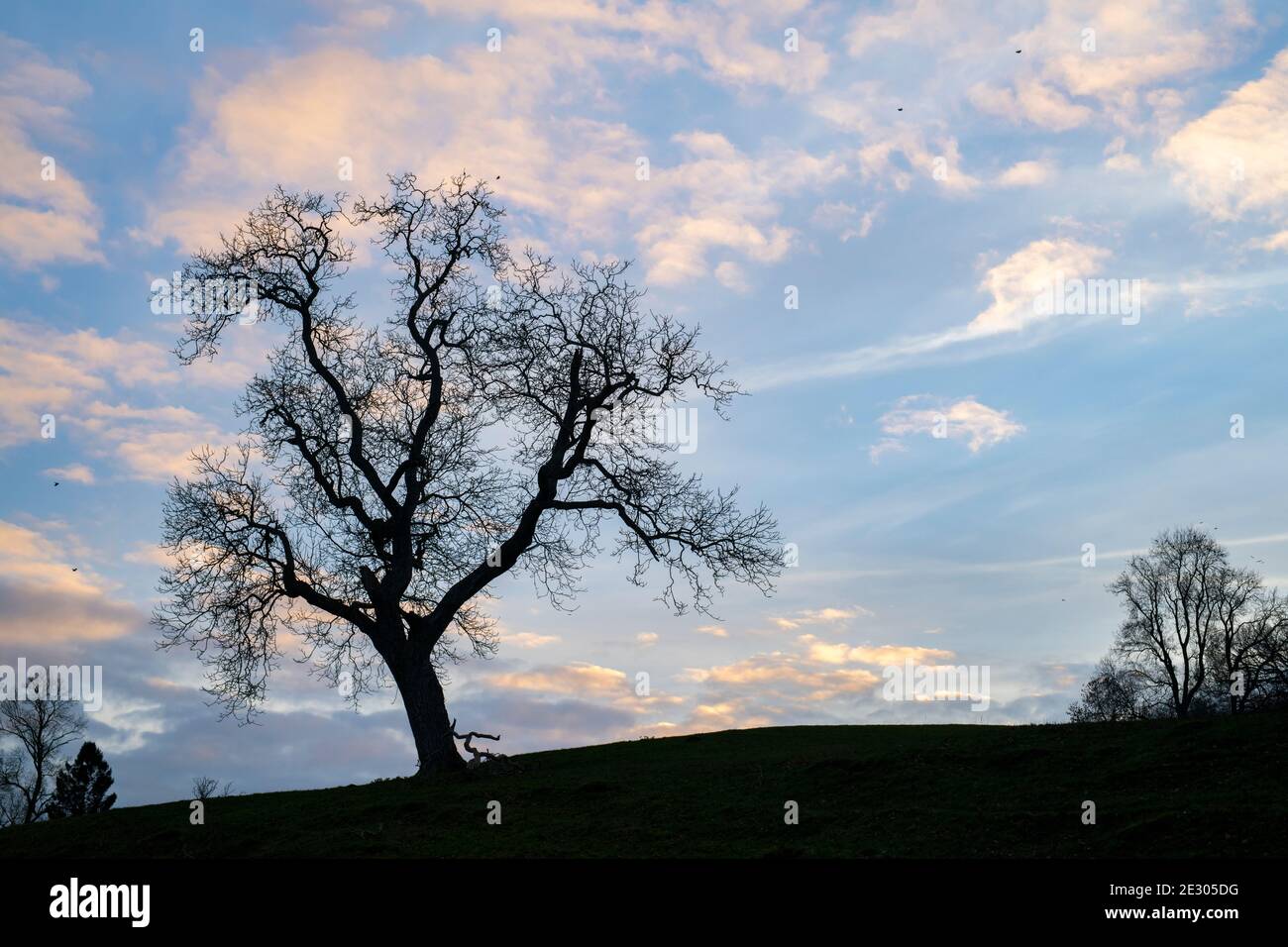 Quercus. Silhouette di Oak Tree nella campagna del cotswold in tarda serata. Cotswolds, Gloucestershire, Inghilterra Foto Stock