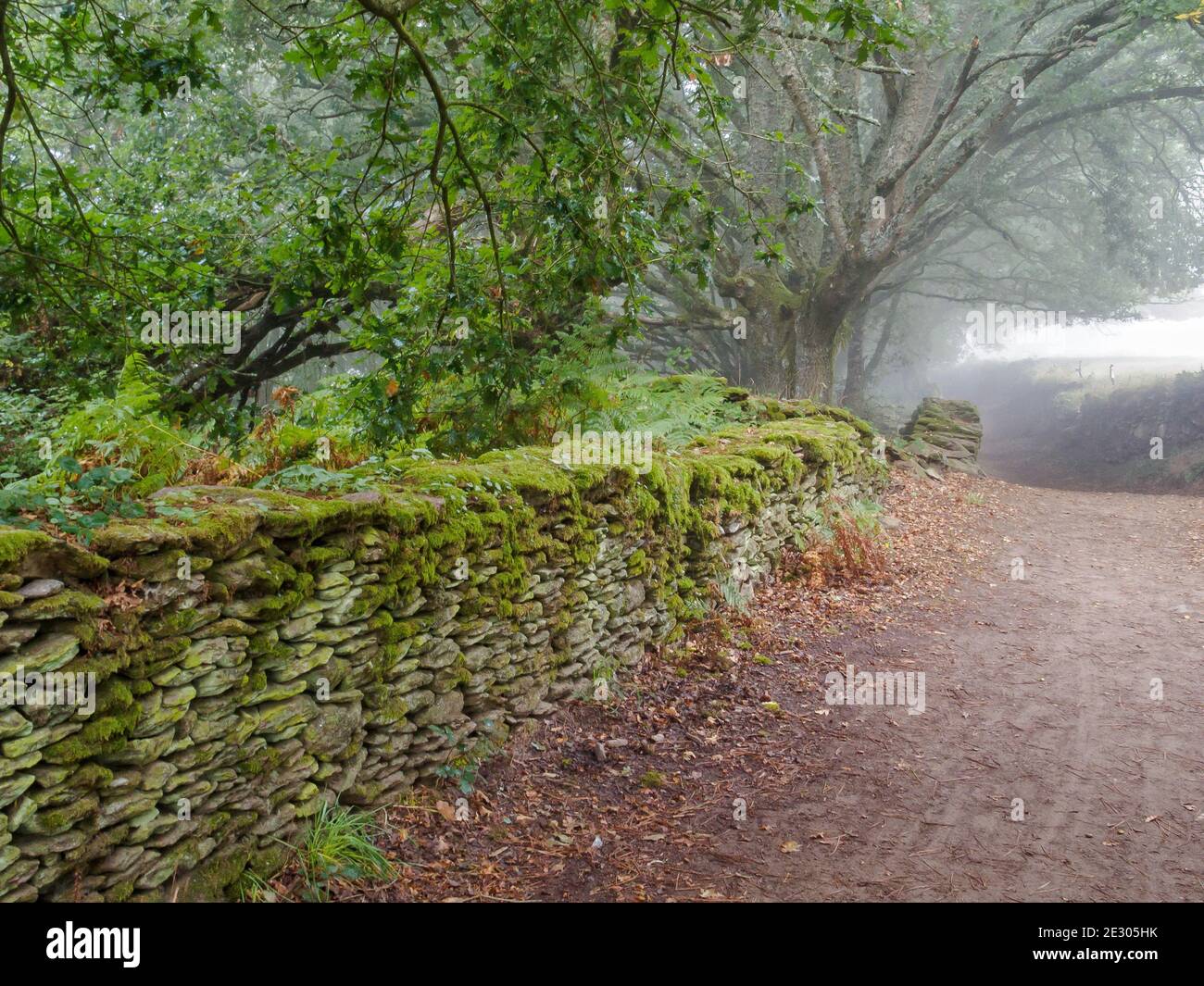 Muro di pietra a secco coperto di muschio in una mattina d'autunno foggy - Ferreiros, Galizia, Spagna Foto Stock