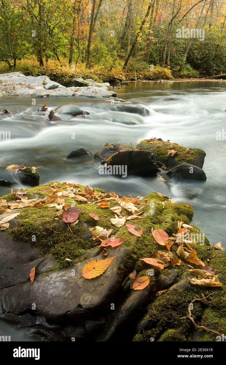 NC00201-00...CAROLINA DEL NORD - Autunno lungo il fiume Oconaluftee nel Great Smoky Mountains National Park. Foto Stock