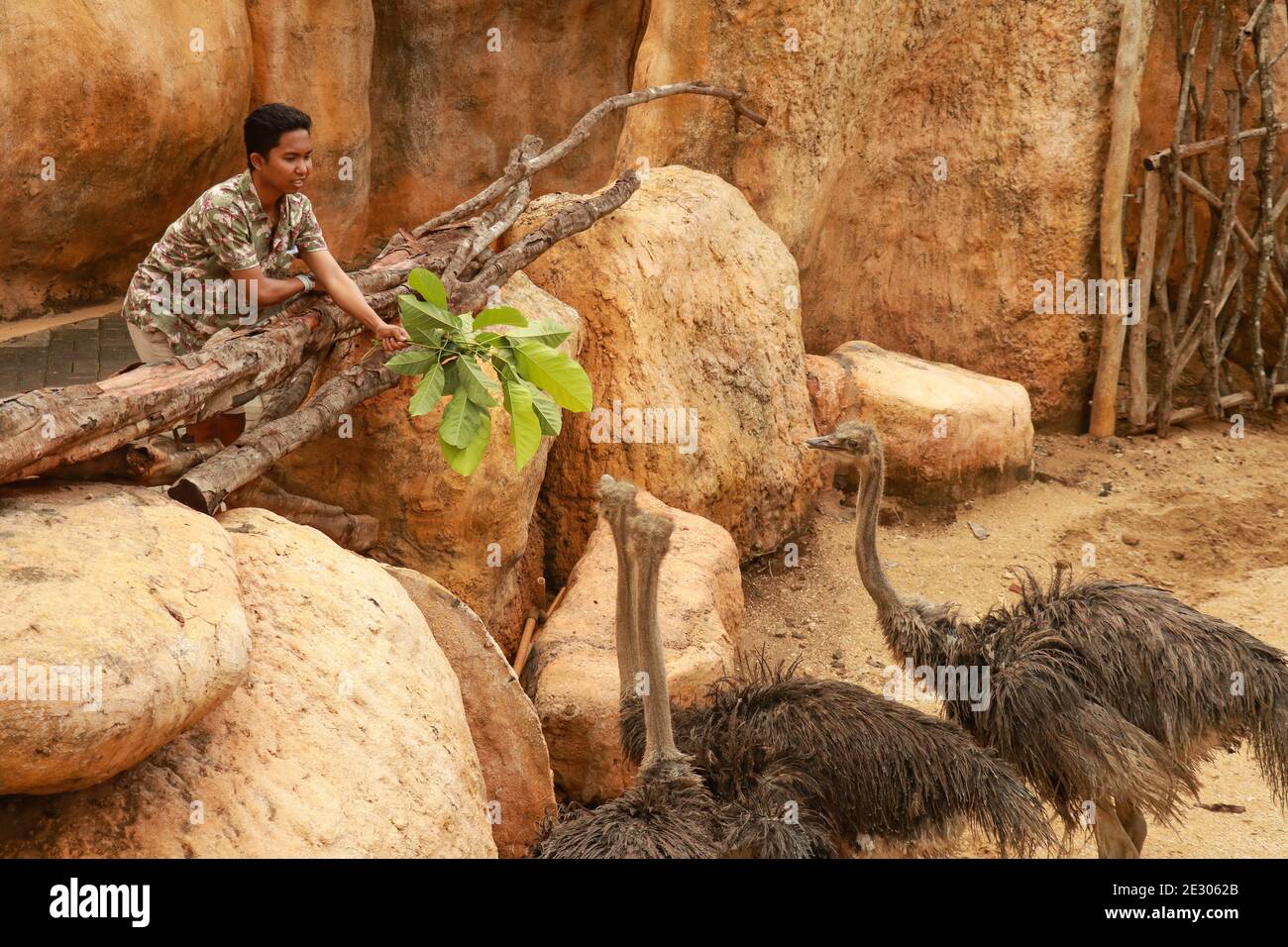 Uomo che alimenta gli ostricchi nel parco, Bali, Indonesia Foto Stock