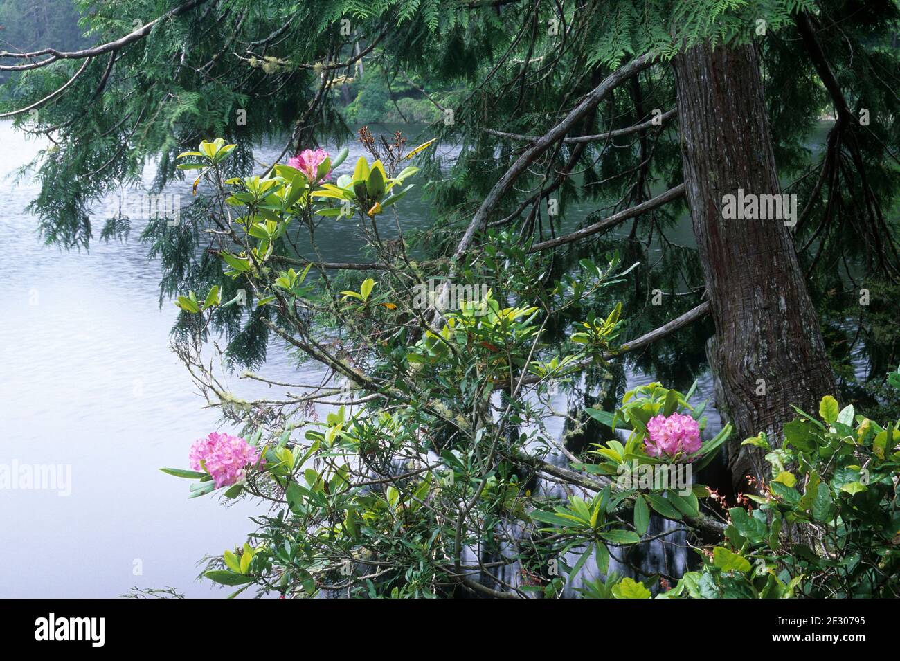 Lago Marie con rododendro e cedro rosso, Umpqua River Lighthouse state Park, Oregon Foto Stock