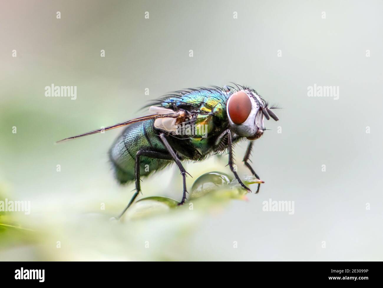 casa volare in estrema primo piano seduta su foglia verde. Foto scattata prima di uno sfondo grigio. Foto Stock