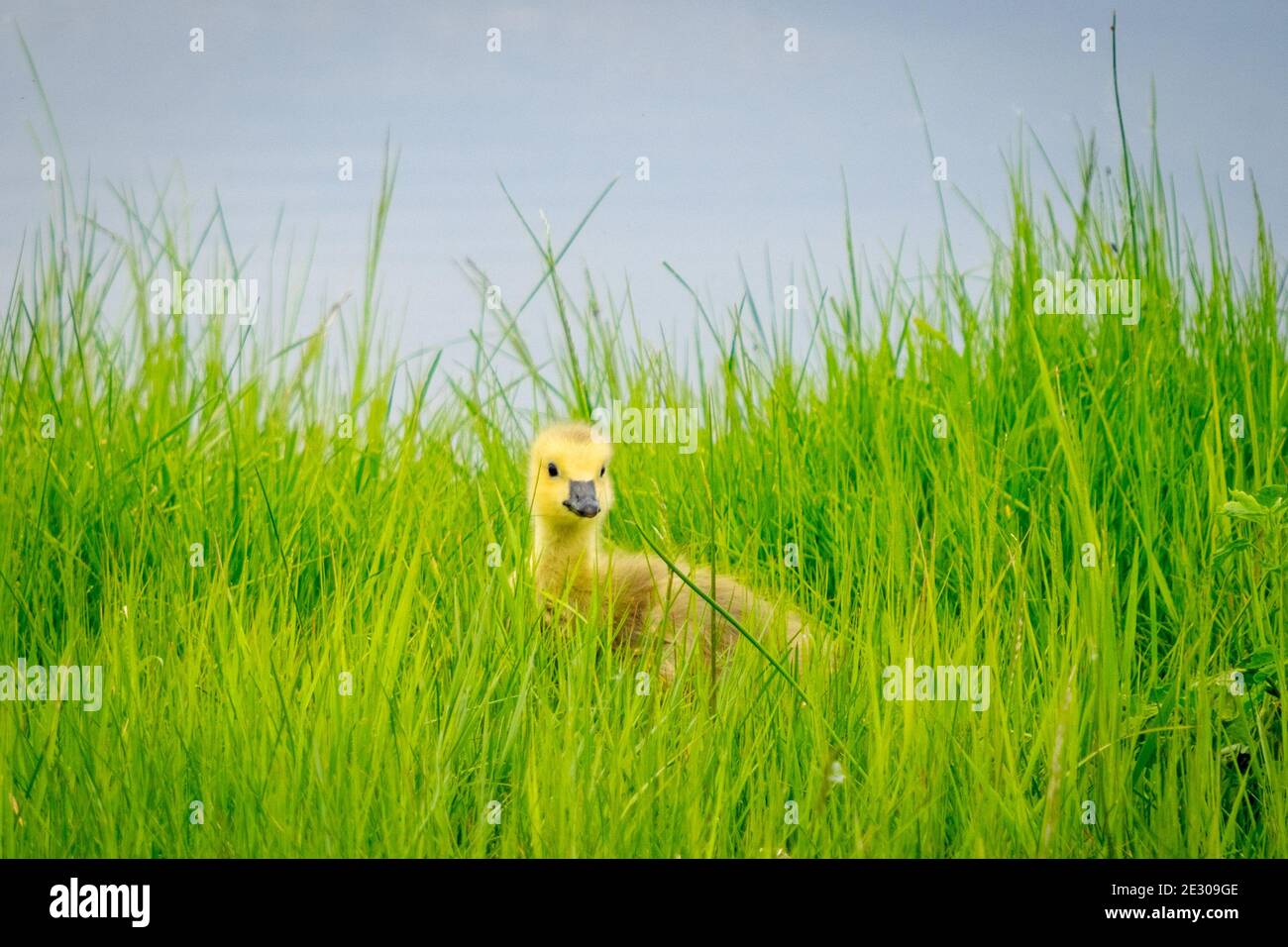Un gosling d'oca canadese (Branta canadensis) che si nasconde in erba alta a Beaumont, Alberta, Canada. Foto Stock
