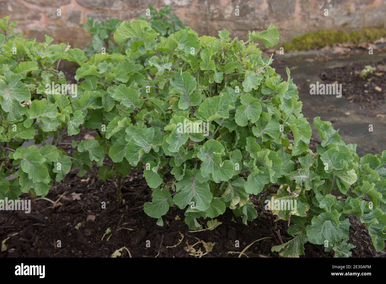 Coltura di primavera del Kale perenne biologico coltivato in casa (Brassica oleracea var. Acephala 'Taunton Deane') che cresce in un giardino vegetale nel Devon Rurale, Engla Foto Stock