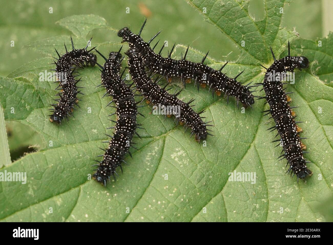 Brucerpillars nero della farfalla di Peacock, Aglais io, su ortica Foto Stock