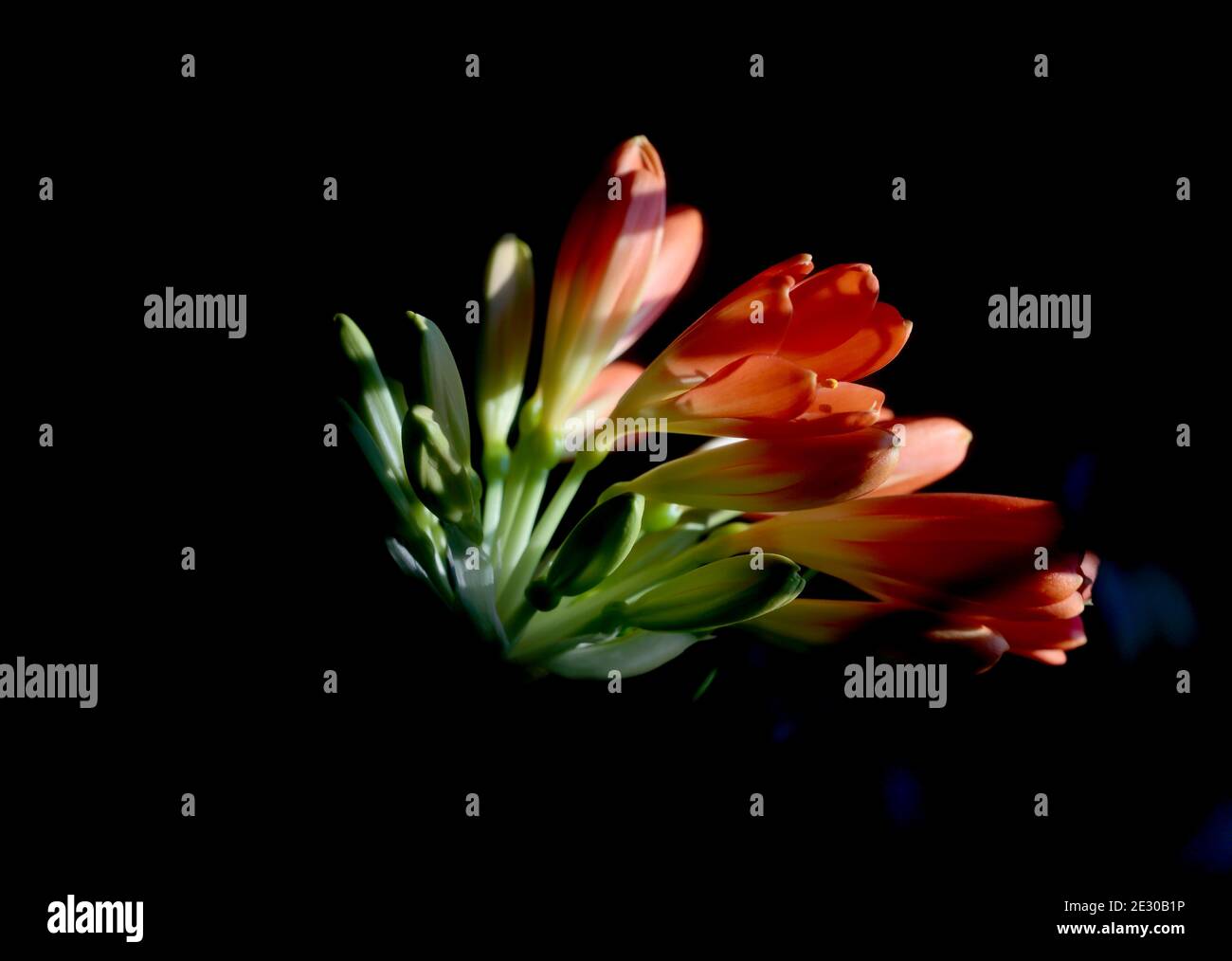 Rosso luminoso splendida scogliera che fiorisce all'ombra vicino a una finestra Foto Stock