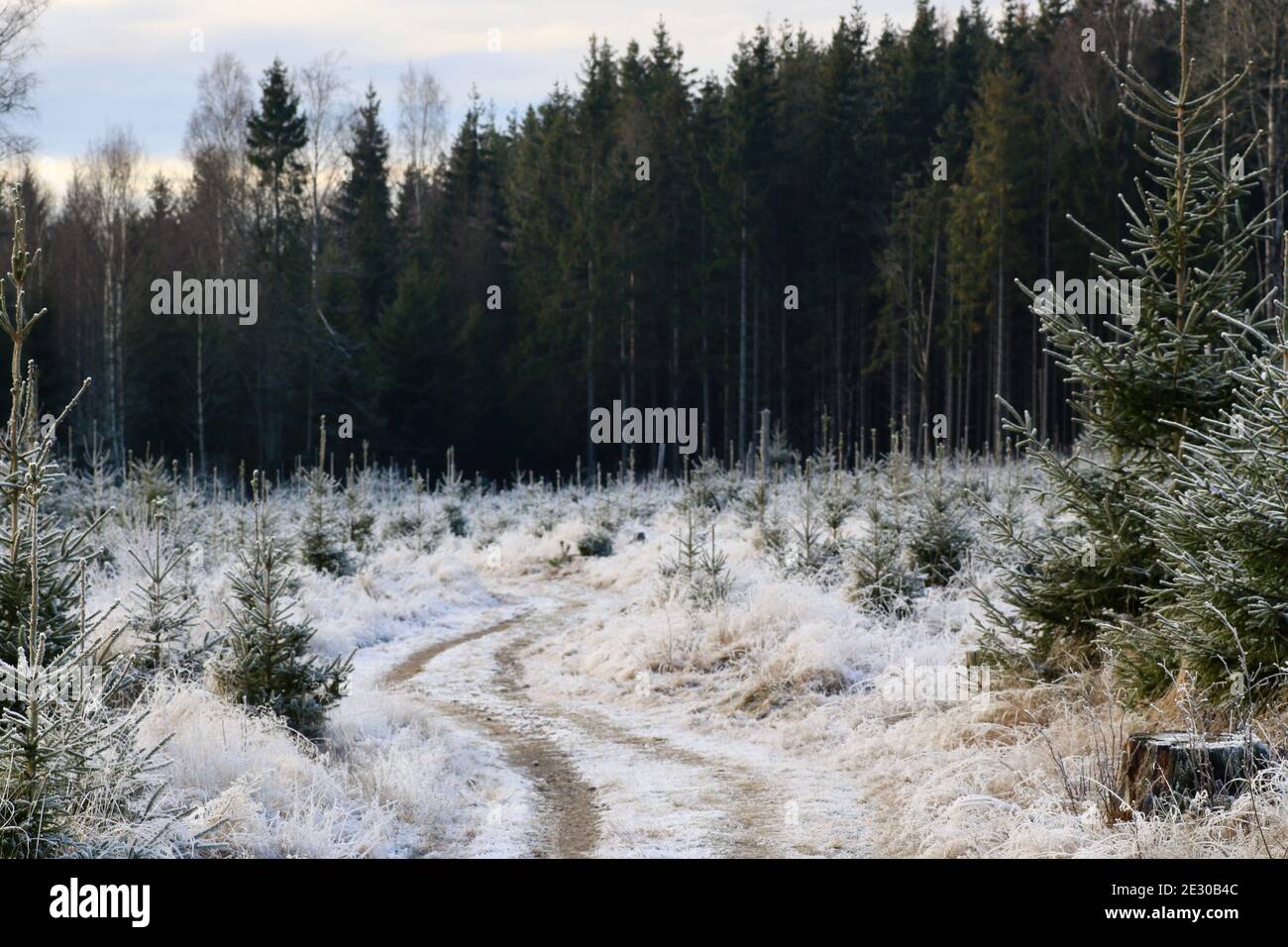 Un percorso si snoda attraverso una macchia di foresta gelata Foto Stock