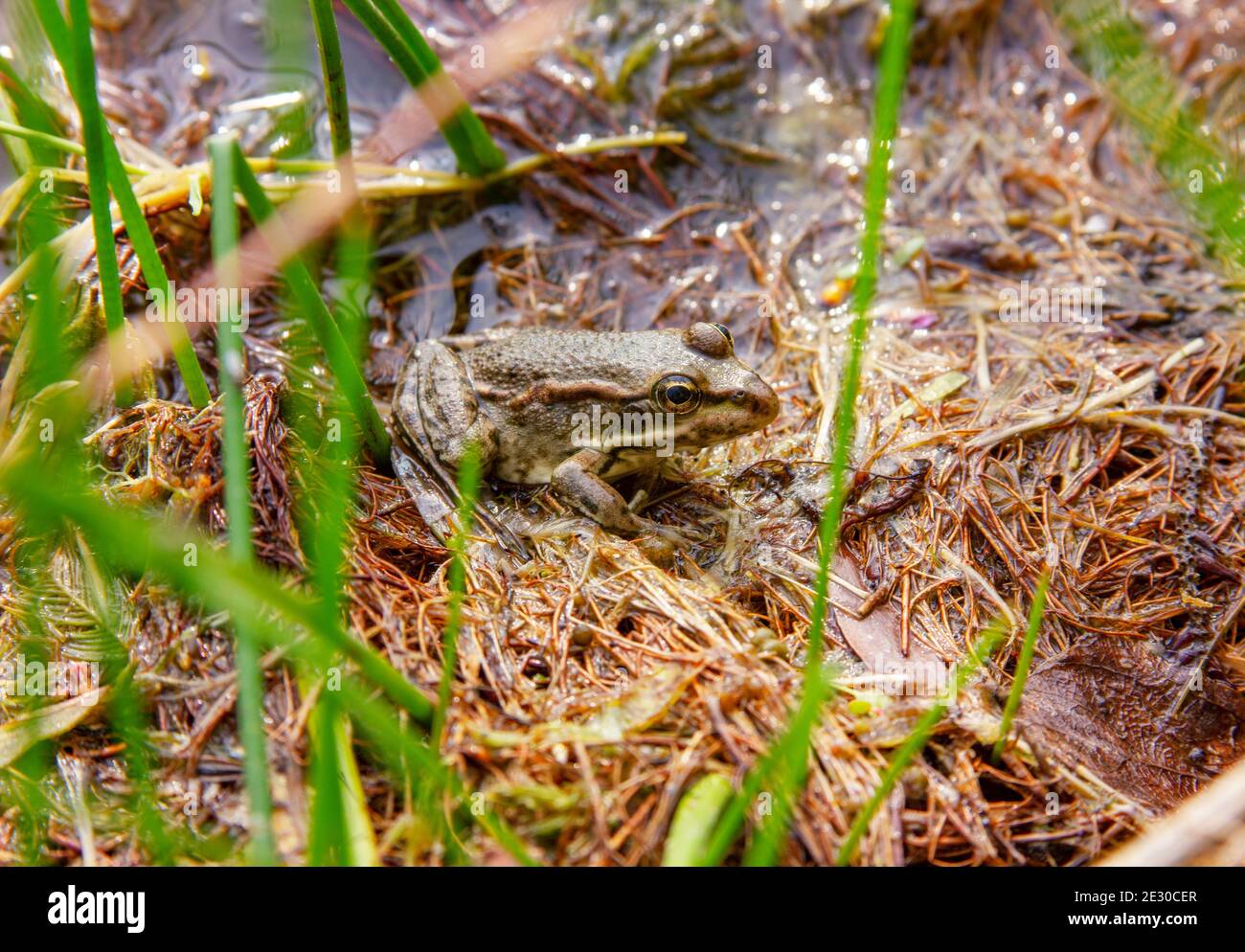 La rana in un lago d'acqua. Testa di una rana paludosa sullo sfondo di un habitat naturale. Pelophylax ridibundus. Ranidae. Animale è seduto sulla riva Foto Stock