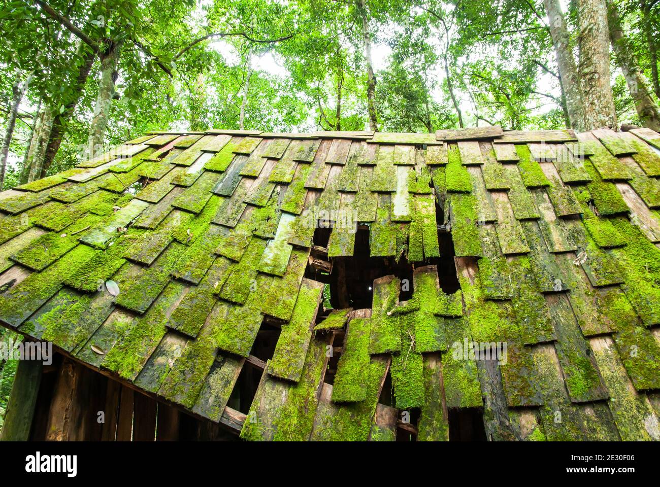 Una vecchia cabina di legno con muschio lussureggiante e lichene sul tetto di legno, vecchia cabina di legno abbandonata in una foresta tropicale in primavera. Foto Stock