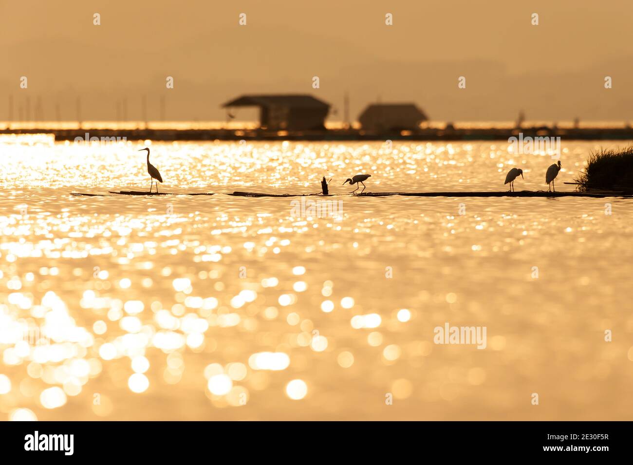 Un gregge di Great Egret che perching su una zattera di bambù su un lago tropicale al tramonto, bokeh astratto scintillante sulla superficie del lago, comunità houseboat. Foto Stock