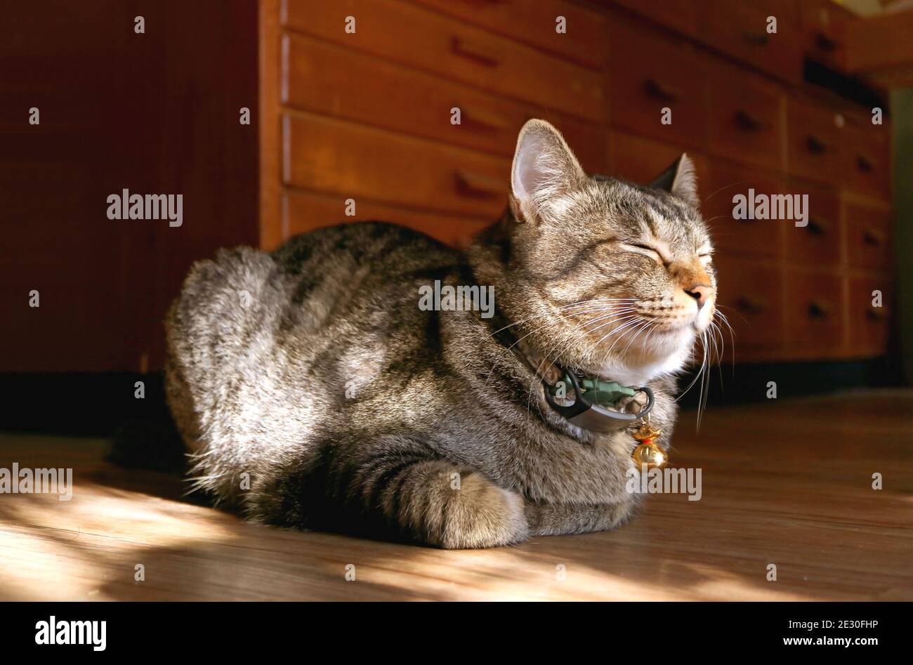 Adorabile gatto di Tabby che napping nell'accogliente luce del sole che brilla dentro Soggiorno Foto Stock