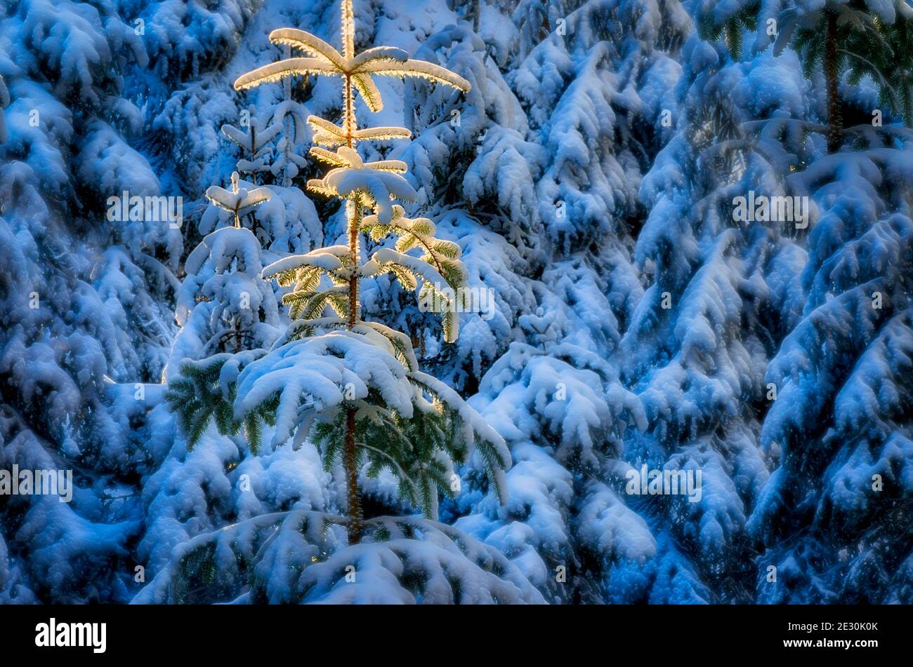 CONCETTO DI NATALE: L'albero della luce Foto Stock