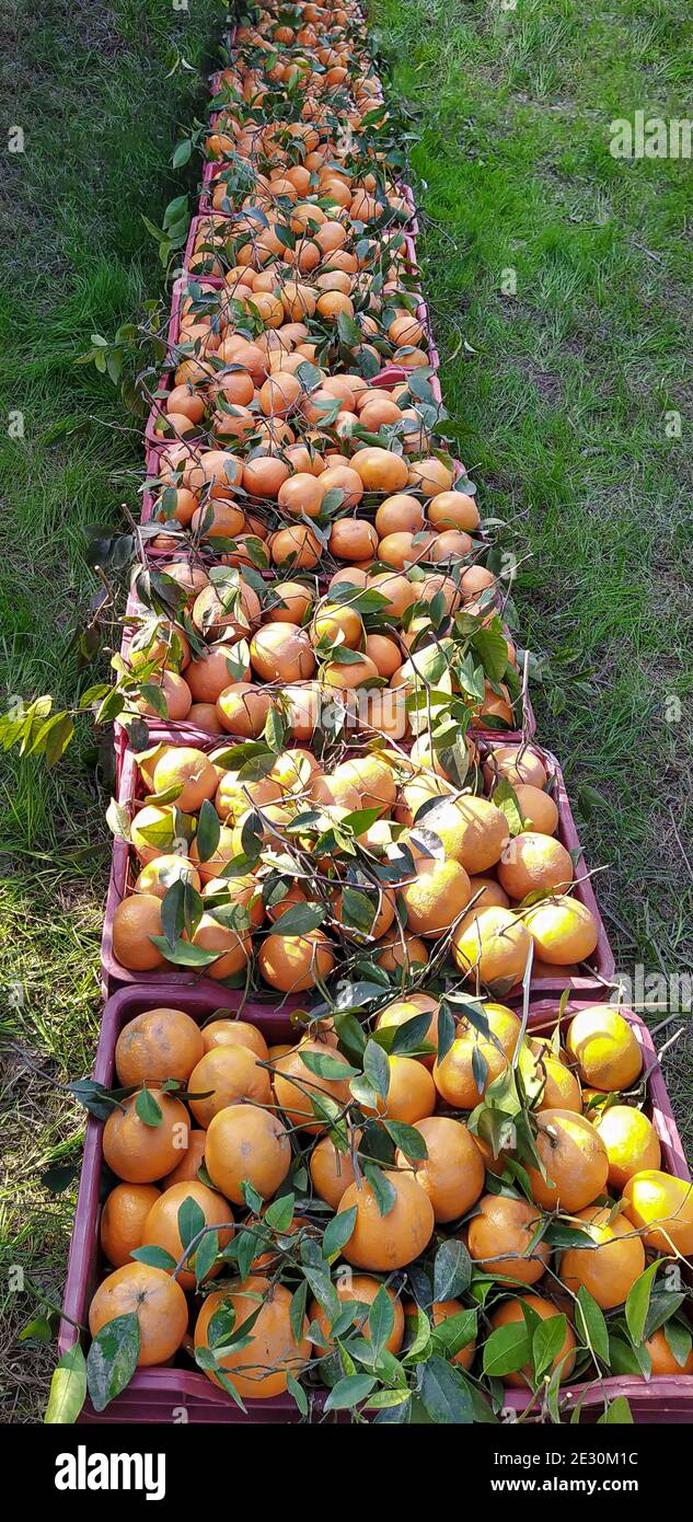 L'arancio è il frutto di varie specie di agrumi in La famiglia Rutaceae Foto Stock