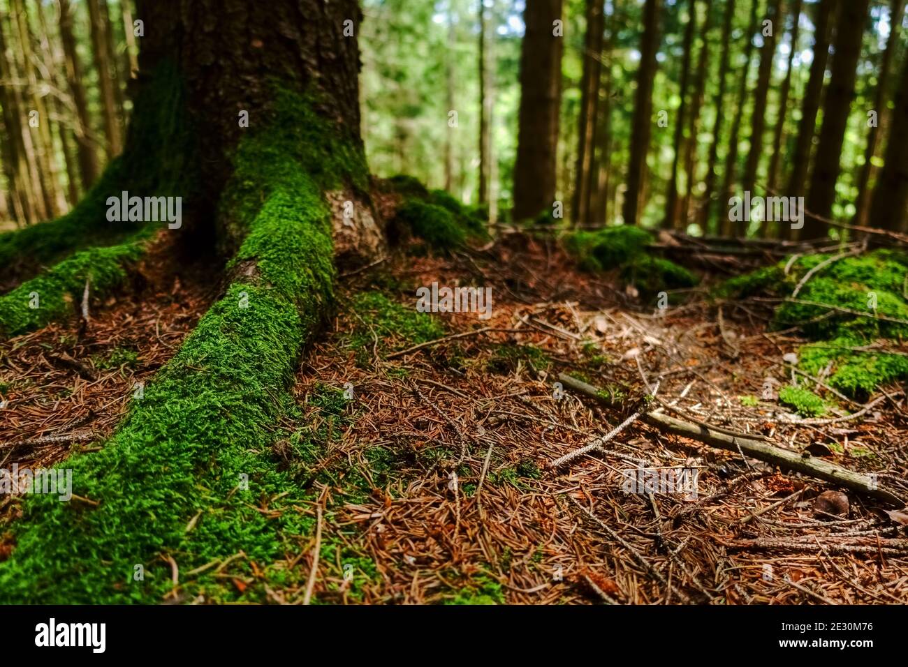 muschio fresco verde sulle radici da un albero in la foresta mentre escursioni Foto Stock