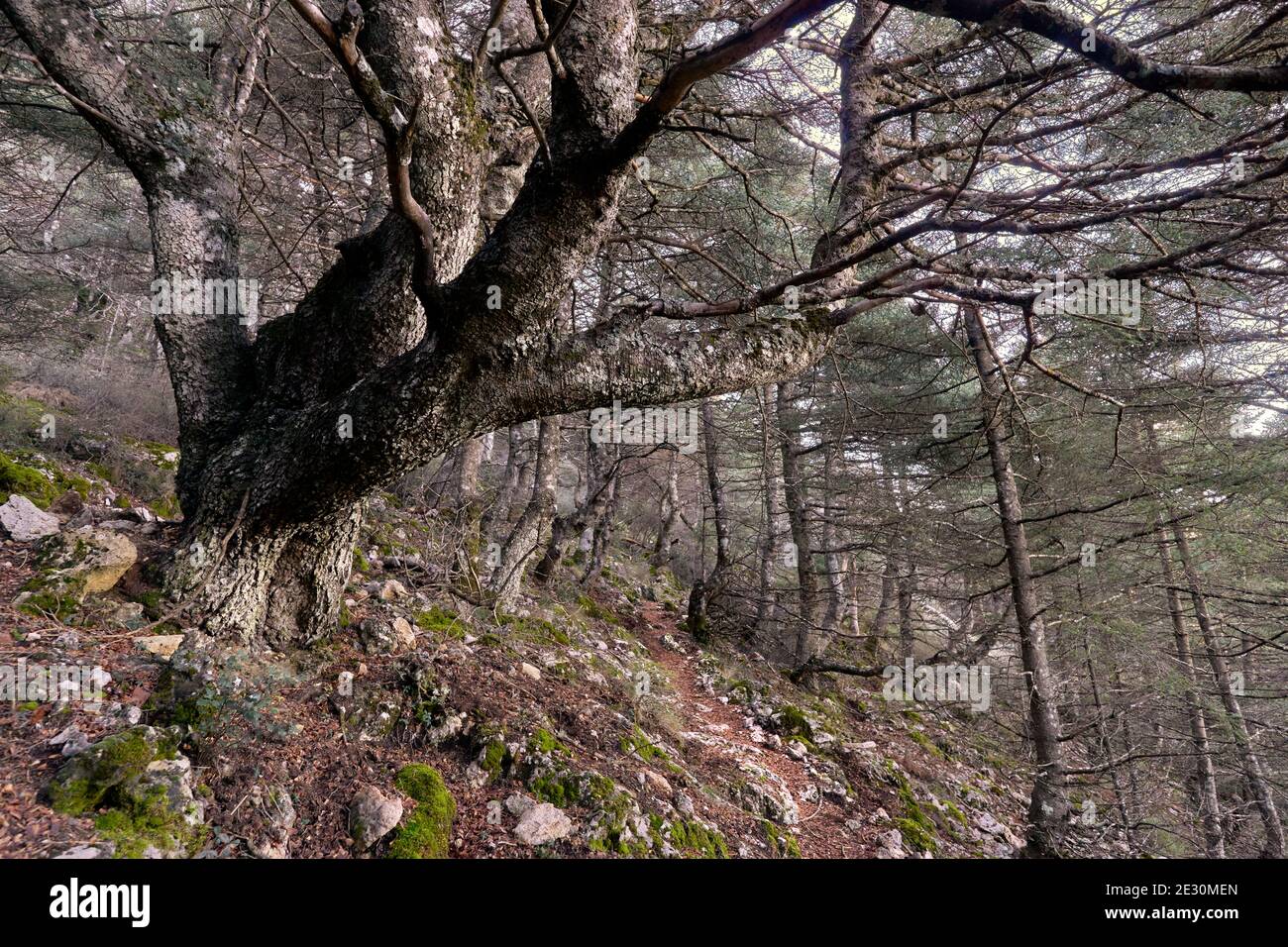 Foresta di Pinsapos (Abies pinsapo) percorso nel Parco Nazionale della Sierra de las Nieves, in provincia di Malaga. Andalusia, Spagna Foto Stock