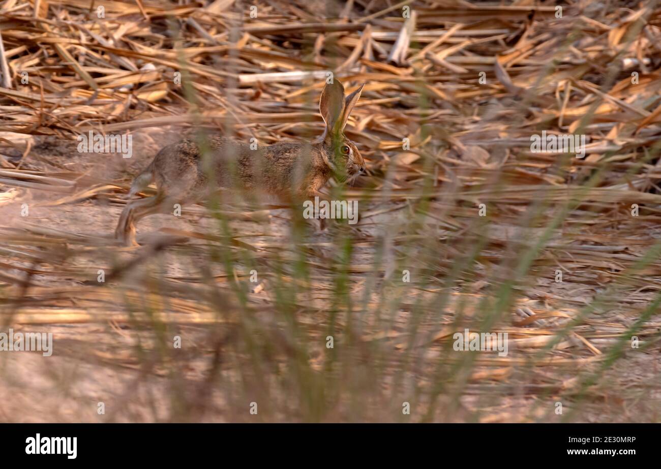 Lepri e jackrabbit sono leporidi appartenenti al genere Lepus. Le lepri sono classificate nella stessa famiglia dei conigli Foto Stock