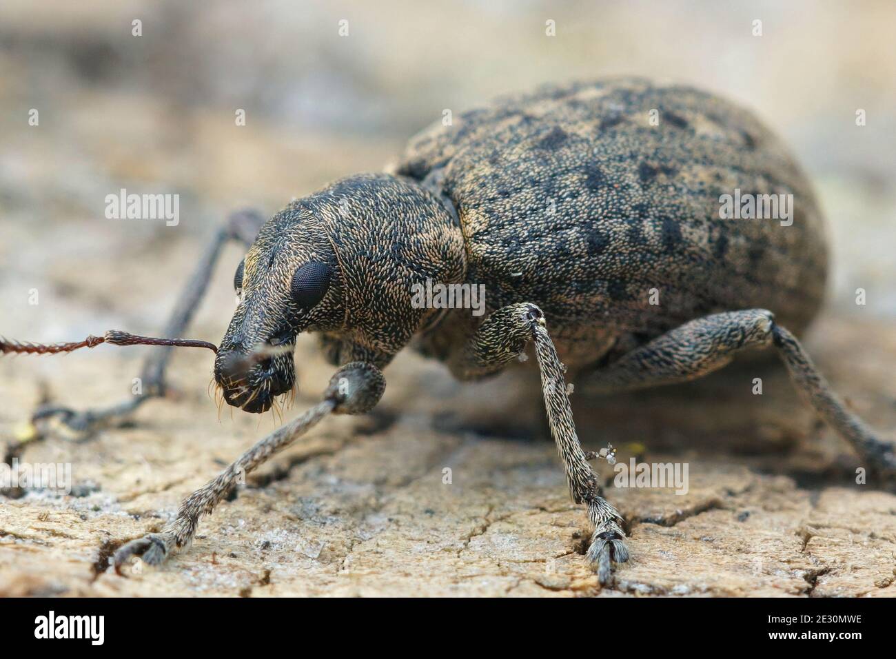 Primo piano di una delle tante piccole piaghe, Liophloeus tessulatus Foto Stock