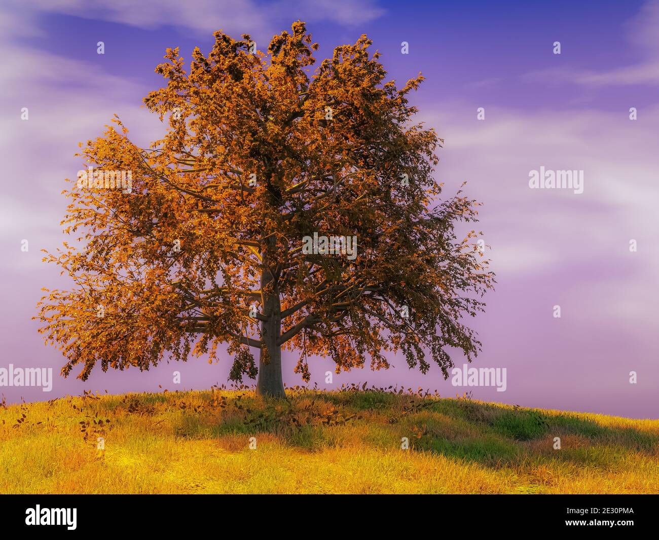 Vecchio albero di faggio solitario in pieno autunno colori che crescono su hillock contro il cielo Foto Stock