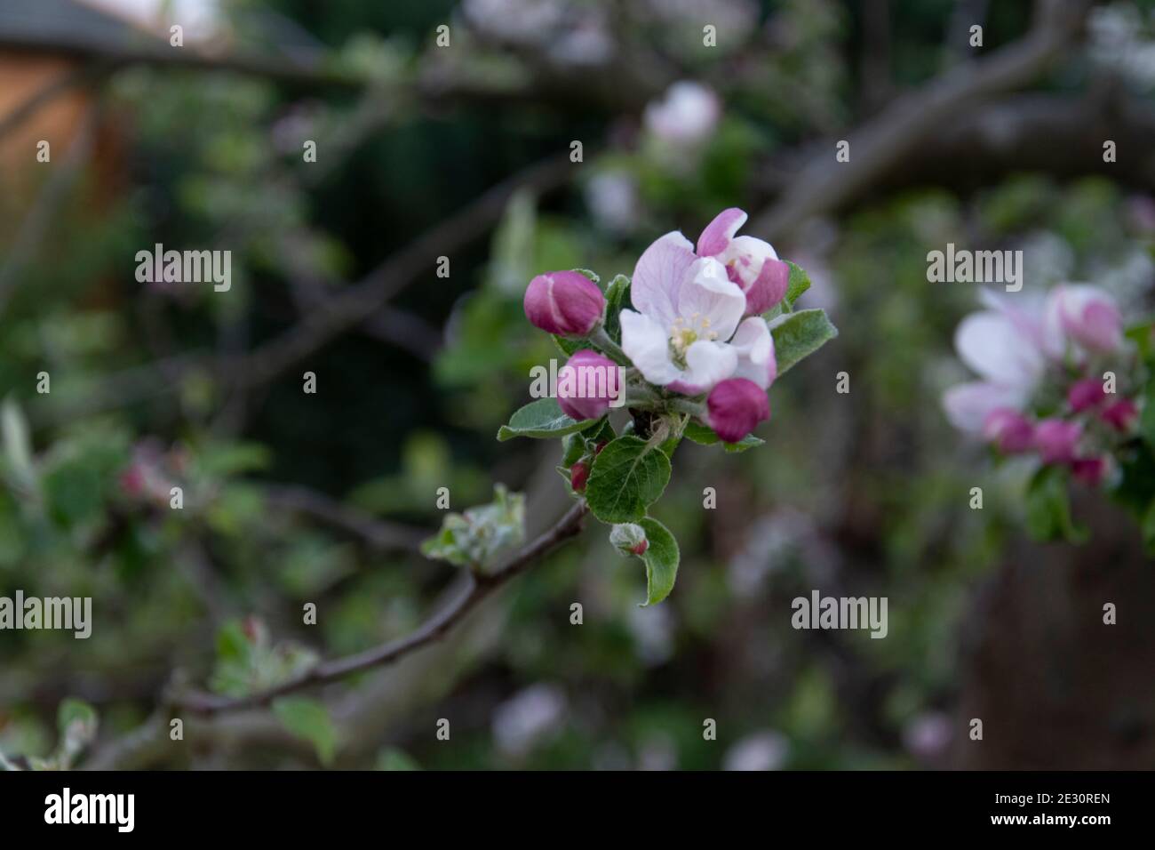 Fiori e boccioli su un albero di mele Foto Stock