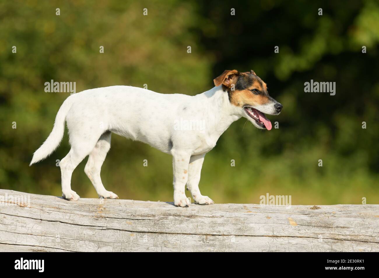Jack Russell cane terrier in piedi su un albero log Foto Stock