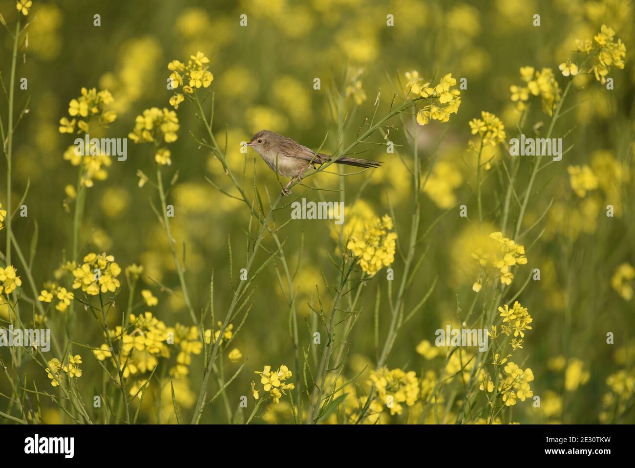 Lo stonechat Siberiano o stonechat asiatico è una specie recentemente convalidata della famiglia dei flycatcher del Vecchio mondo. Foto Stock