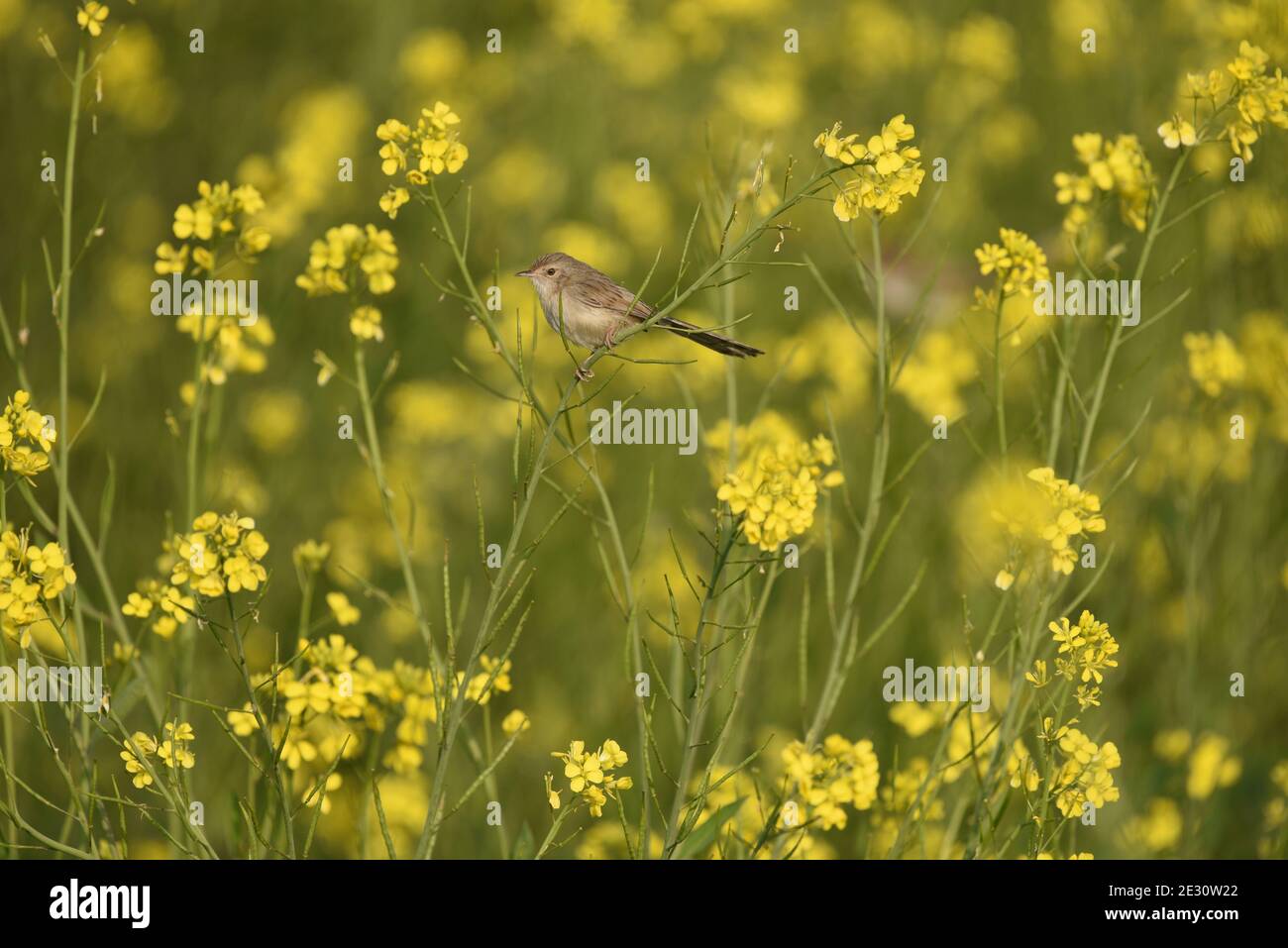 Lo stonechat Siberiano o stonechat asiatico è una specie recentemente convalidata della famiglia dei flycatcher del Vecchio mondo. Foto Stock
