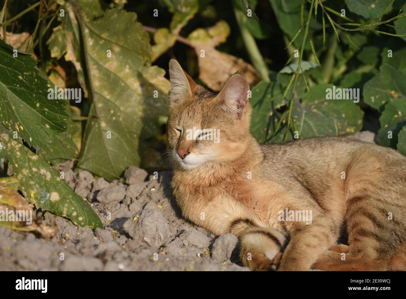 Il gatto della giungla, chiamato anche gatto di canna e gatto delle paludi, è un gatto di medie dimensioni originario del Medio Oriente, del Sud e del Sud-Est asiatico e della Cina meridionale Foto Stock