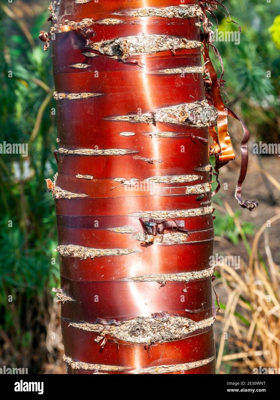 Prunus serrola un albero deciduo con una corteccia di rame rosso e fiore bianco rosa che è comunemente noto come cherry tibetano o ciliegia di fiocco di betulla, stock p Foto Stock