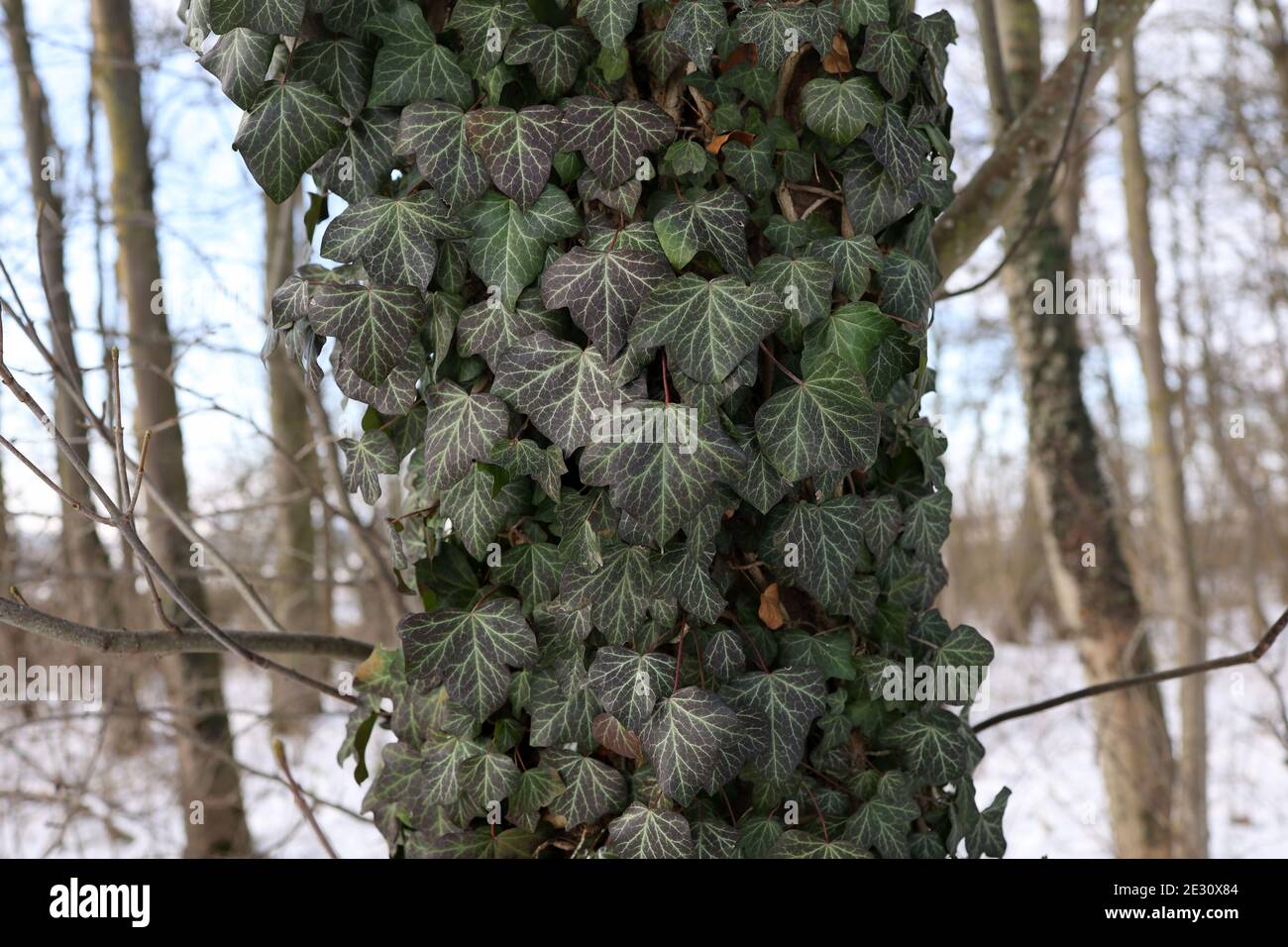 Hedera Helix - l'edera verde tesse un tronco d'albero in inverno. Foto Stock