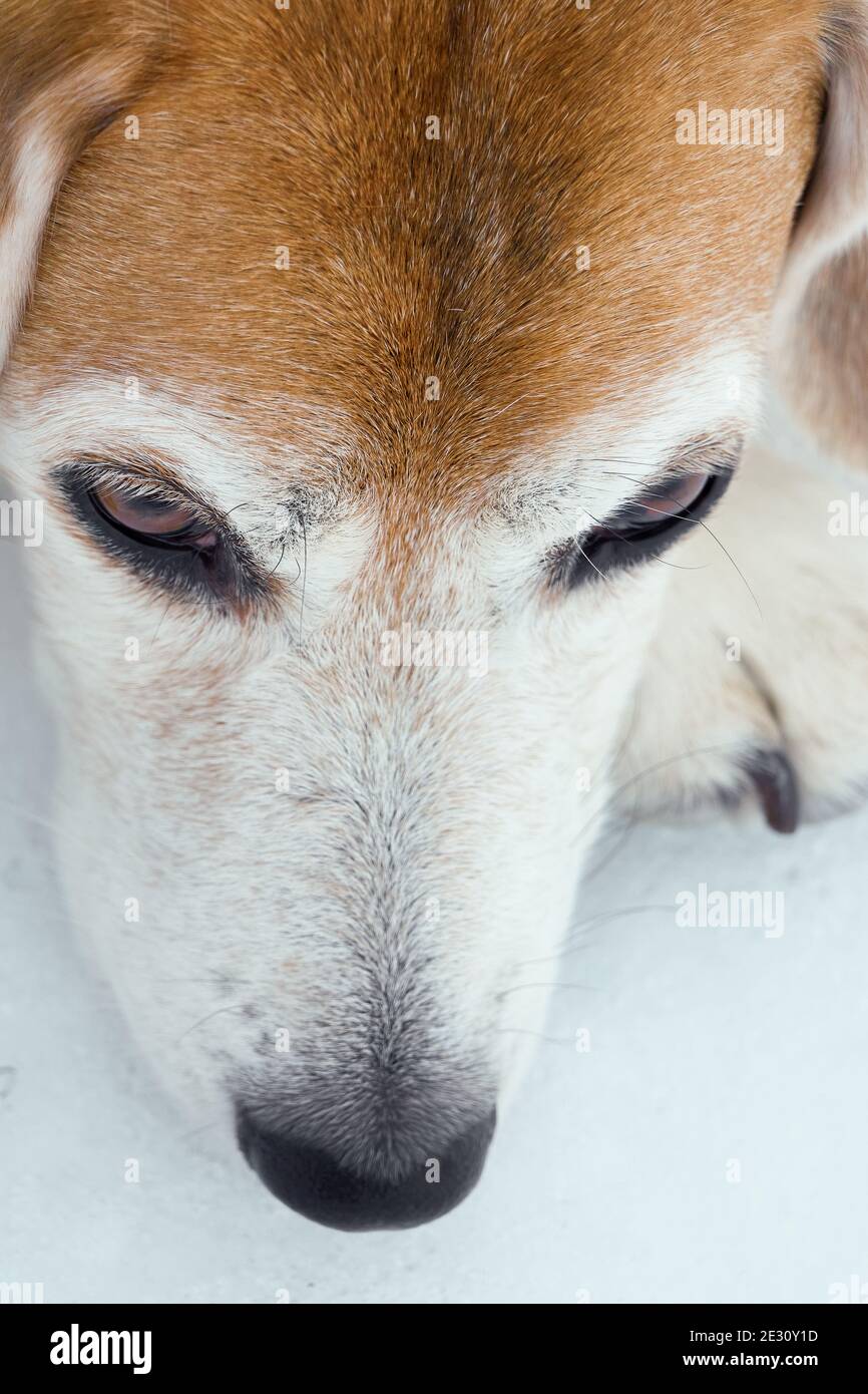 closeup di serpente vecchio e pensivo cane beagle sul neve Foto Stock